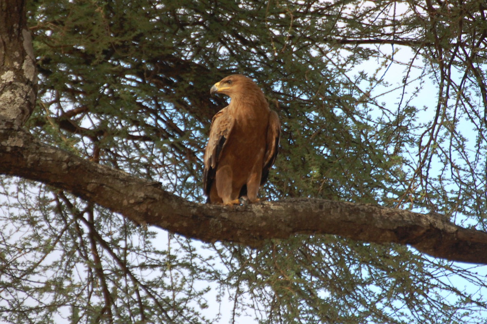 Tanzania - Aquila?  S, Aquila rapace (Aquila rapax)